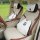 Elegant tulip goddess car headrest with memory foam neck pillow, featuring a stylish white and black design for enhanced comf...